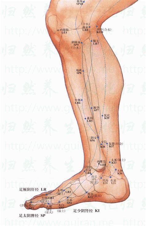 地機穴氣結|地機穴:名稱釋義,功能作用,治法,定位,解剖,主治,操作,臨床運用,操。